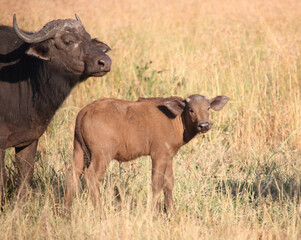 Kaffernb&uuml;ffel / African buffalo / Syncerus caffer.