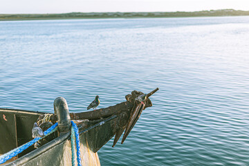 a bird resting on a docked boat in Morro Rock, California