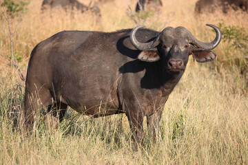 Obraz premium Kaffernbüffel / African buffalo / Syncerus caffer