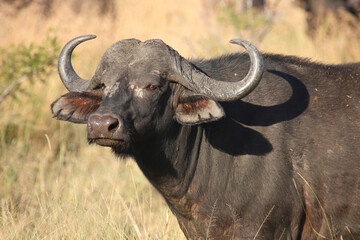 Kaffernbüffel / African buffalo / Syncerus caffer