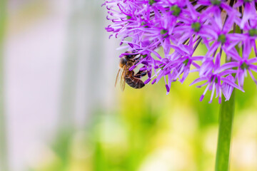 Honeybee or bee feeding on purple Allium flower in garden during summer pollination season. Macro...