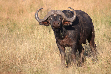 Obraz premium Kaffernbüffel / African buffalo / Syncerus caffer