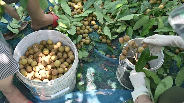 Gardener picking Longan fruit and store in a bucket. Longan is a tropical fruit native to Southeast Asia that's a member of the soapberry family.