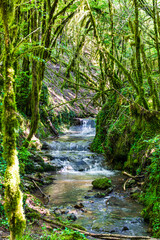 Petite rivière de l’Audoulou, au cœur de la Forêt de la Grésigne à Puycelsi