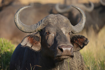 Kaffernbüffel / African buffalo / Syncerus caffer