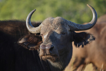 Kaffernbüffel / African buffalo / Syncerus caffer