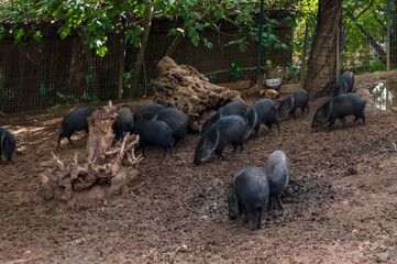wild boars walking on the sand in a pigsty of zoo