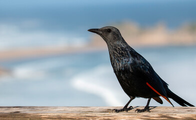 An inquisitive female adult red-winged starling (Onychognathus morio), Robberg Nature Reserve. 
