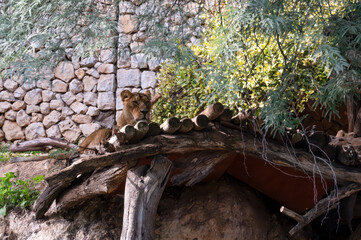 Female lion in the biblical zoo in Jerusalem in Israel © Uri