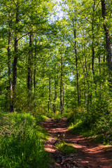 Chemin de randonnée aux milieux des chênes rouvres et chênes pédonculés de la Forêt de la...