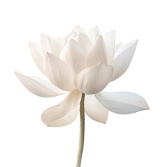 Fototapeta premium white lotus flower, png on transparent background. For banner, design, spa, presentation, interior, shop