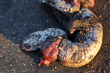 Gemeine Krötenviper / Common night adder / Causus rhombeatus....