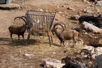 Mountain goats at the Biblical Zoo in Jerusalem in Israel