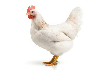 Fototapeta premium weißes Huhn isoliert auf weißen Hintergrund, Freisteller 