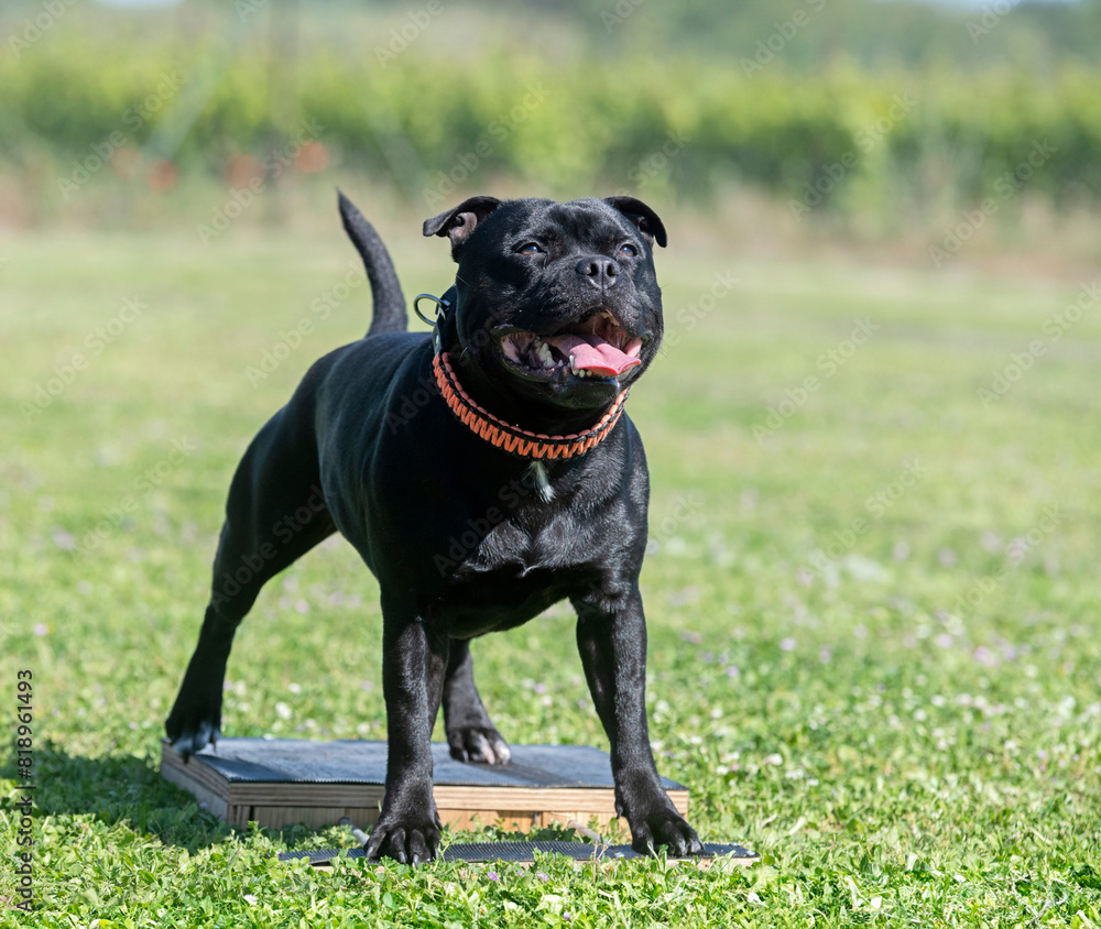 Poster staffordshire bull terrier training