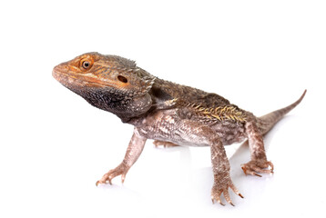 bearded dragons in studio