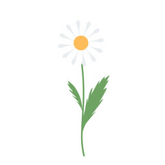daisy illustration floral leaf cute drawing