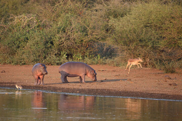 Flußpferd und Schwarzfersenantilope / Hippopotamus and Impala / Hippopotamus amphibius et ...