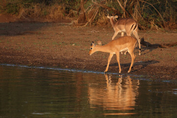 Schwarzfersenantilope / Impala / Aepyceros melampus