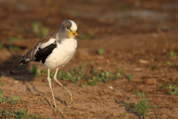 Weißscheitelkiebitz / White-crowned lapwing or White-headed lapwing / Vanellus albiceps