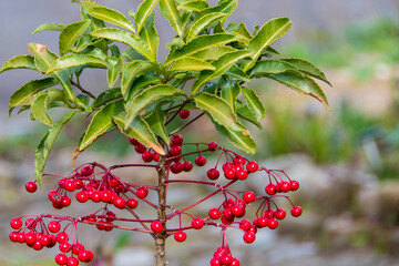 マンリョウの実