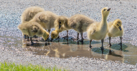 Baby Geese