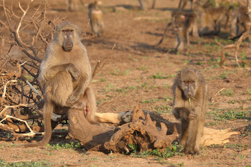 Bärenpavian / Chacma baboon / Papio ursinus