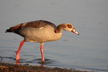 Nilgans / Egyptian goose / Alopochen aegyptiacus