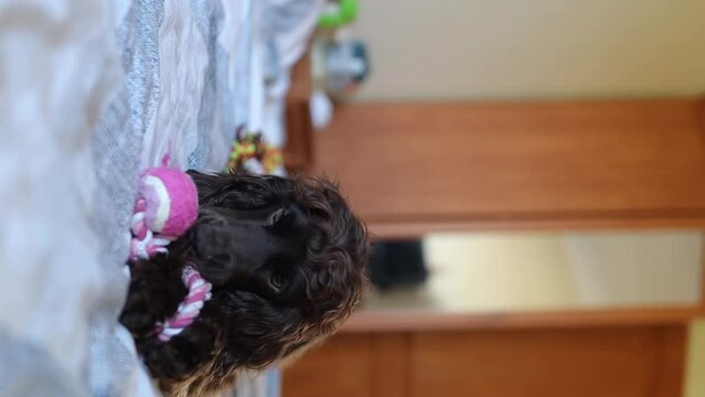 A cute English cocker spaniel puppy, close-up portrait. A dark brown English Cocker Spaniel puppy on the bed. A English Cocker Spaniel puppy plays with his violet rope chew toy. Happy puppy.