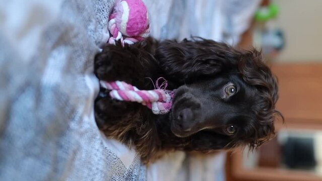 A cute English cocker spaniel puppy, close-up portrait. A dark brown English Cocker Spaniel puppy on the bed. A English Cocker Spaniel puppy plays with his violet rope chew toy. Happy puppy.
