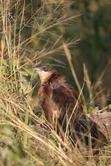 Tiputip / Burchell's coucal / Centropus superciliosus.