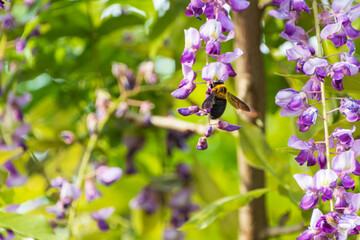 春の風物詩 - 藤の花とハチ