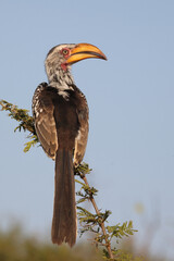 Südlicher Gelbschnabeltoko / Southern yellow-billed hornbill / Tockus leucomelas