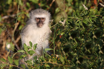 Grüne Meerkatze / Vervet monkey / Cercopithecus aethiops .