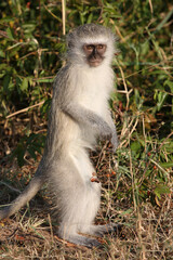 Grüne Meerkatze / Vervet monkey / Cercopithecus aethiops .