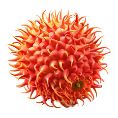 A vibrant spiky rambutan fruit against a white background