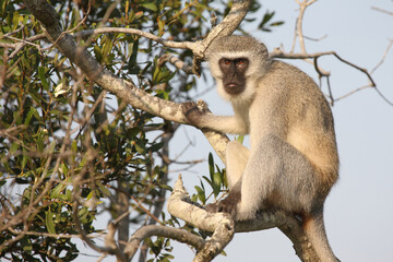 Grüne Meerkatze / Vervet monkey / Cercopithecus aethiops .