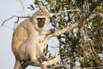 Grüne Meerkatze / Vervet monkey / Cercopithecus aethiops .