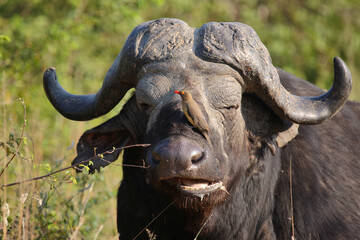 Naklejka premium Kaffernbüffel und Rotschnabel-Madenhacker / African buffalo and Red-billed oxpecker / Syncerus caffer et Buphagus erythrorhynchusuphagus erythrorhynchus