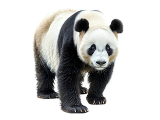 The giant panda bear, standing, realistic, png