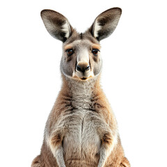 A kangaroo is standing on its hind legs, looking at the camera. It has a joey in its pouch.