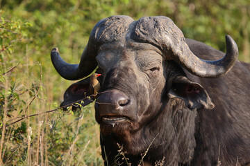 Naklejka premium Kaffernbüffel und Rotschnabel-Madenhacker / African buffalo and Red-billed oxpecker / Syncerus caffer et Buphagus erythrorhynchusuphagus erythrorhynchus