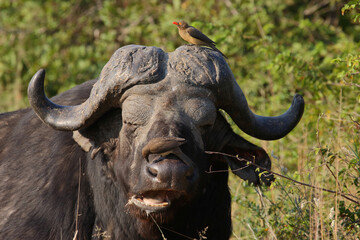 Kaffernbüffel und Rotschnabel-Madenhacker / African buffalo and Red-billed oxpecker / Syncerus caffer et Buphagus erythrorhynchusuphagus erythrorhynchus