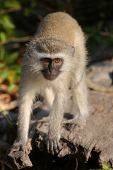 Grüne Meerkatze / Vervet monkey / Cercopithecus aethiops .
