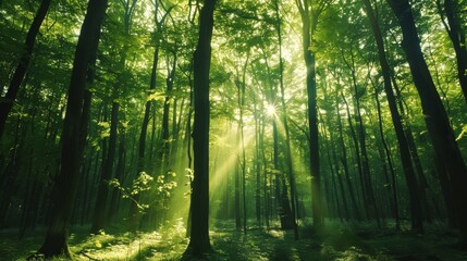 Sunlight filters through dense forest trees, creating a serene atmosphere with lush foliage and tranquil, green scenery.