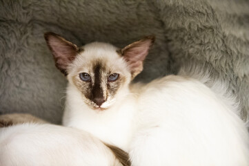 Portr&auml;t eines Balinesen Kitten im Katzenk&ouml;rbchen