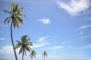 Close Coconut trees on tropical beach, blue sky summer vacation day. coconut palm tree