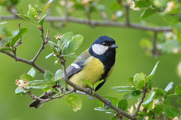 great tit on leafy tree in spring