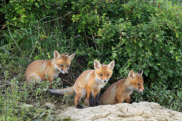 red fox cubs standing together
