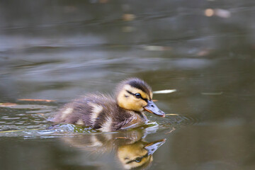 tiny mallard duckling on pond